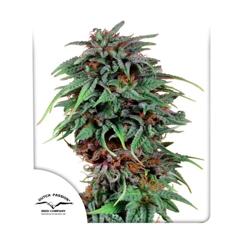 Durban Poison