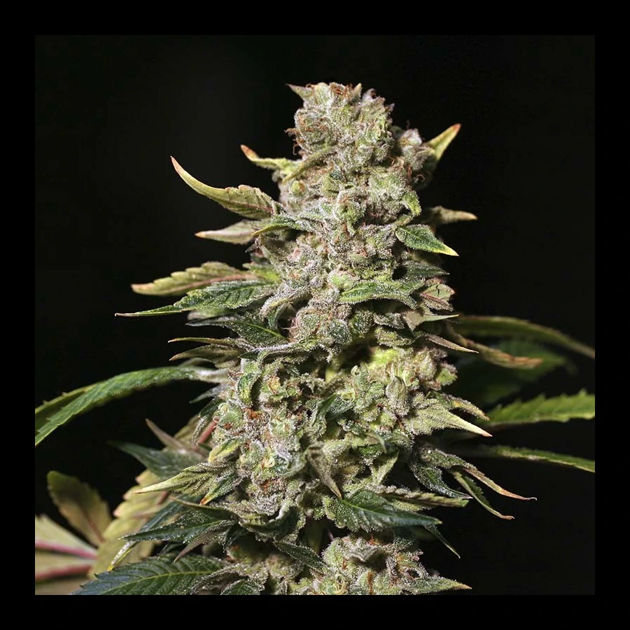TNT Kush