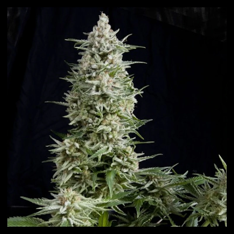 Amnesia Gold