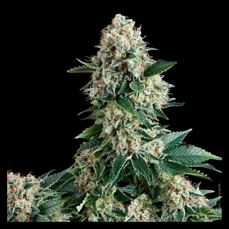 Auto Amnesia Gold