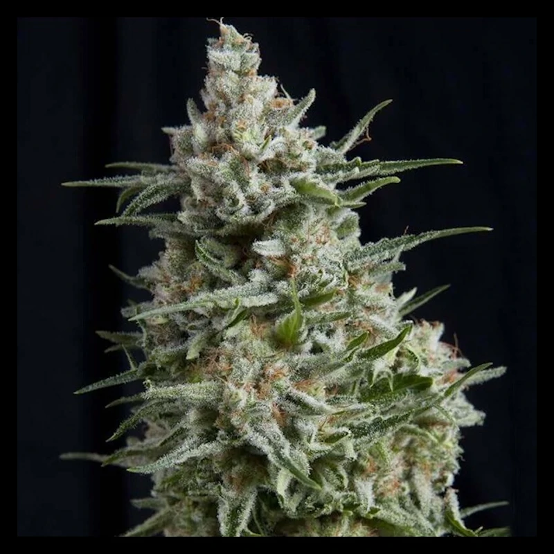 Auto Anesthesia