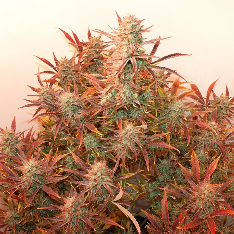 Auto Banana Blaze