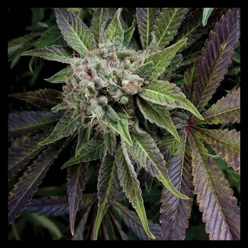 Auto Blue Pyramid