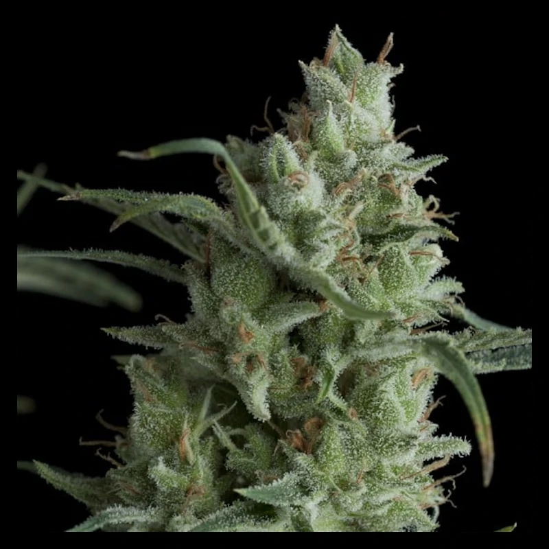 Auto Kryptonite