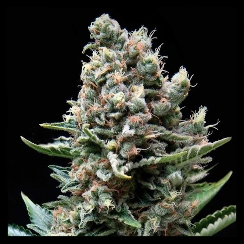 Auto Nefertiti