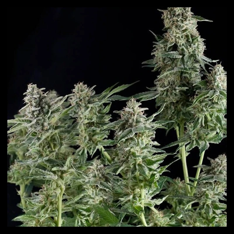 Auto Northern Lights