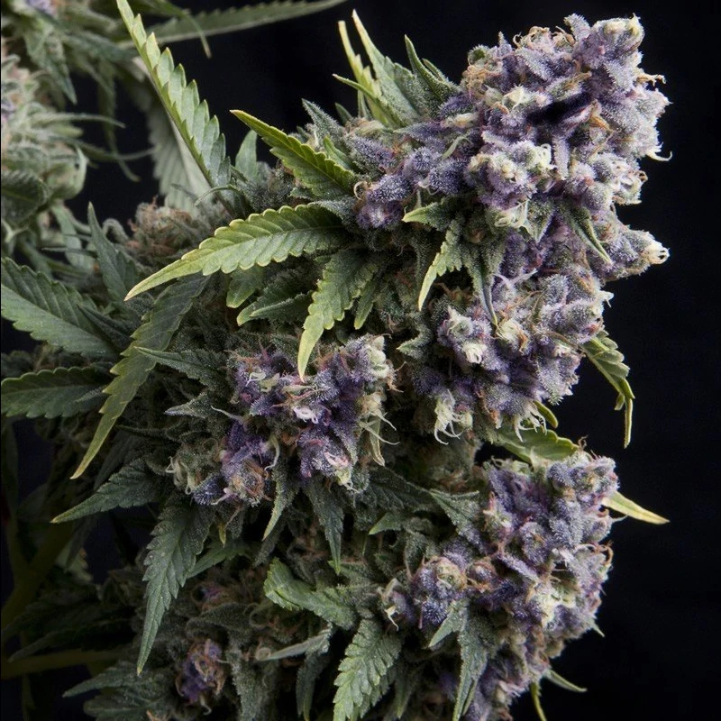 Auto Purple