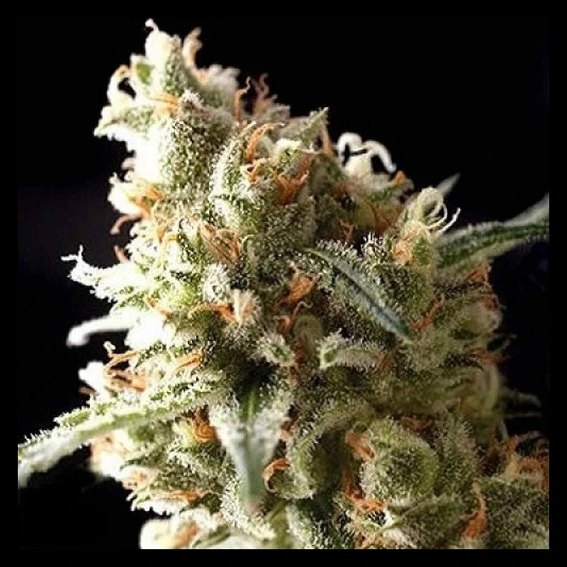 Auto Super OG Kush