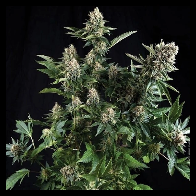 Auto White Widow