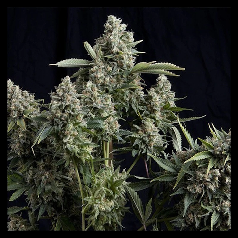 Auto Tutankhamon