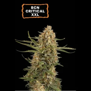 BCN Critical XXL