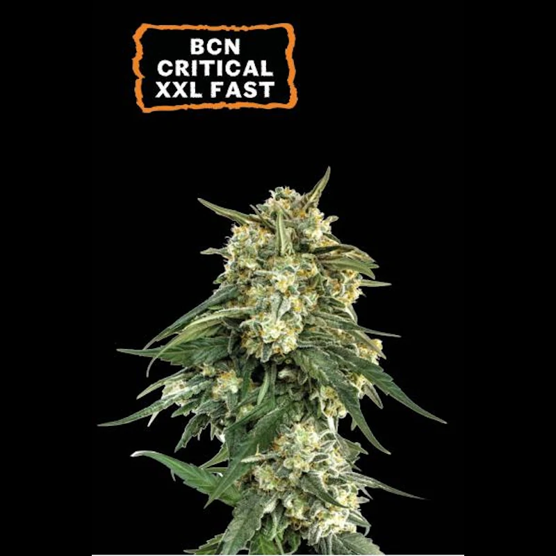 BCN Critical XXL Fast Fem