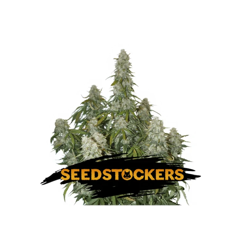 Big Bud