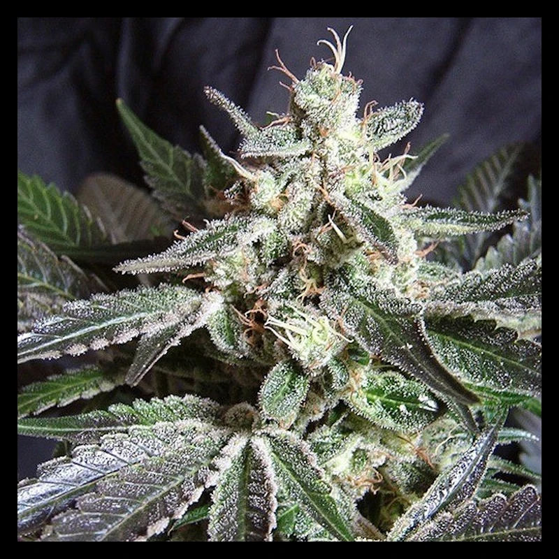 Black Jack F1