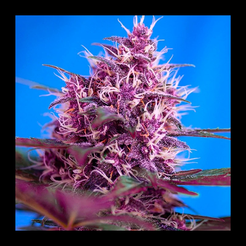 Bloody Skunk Red