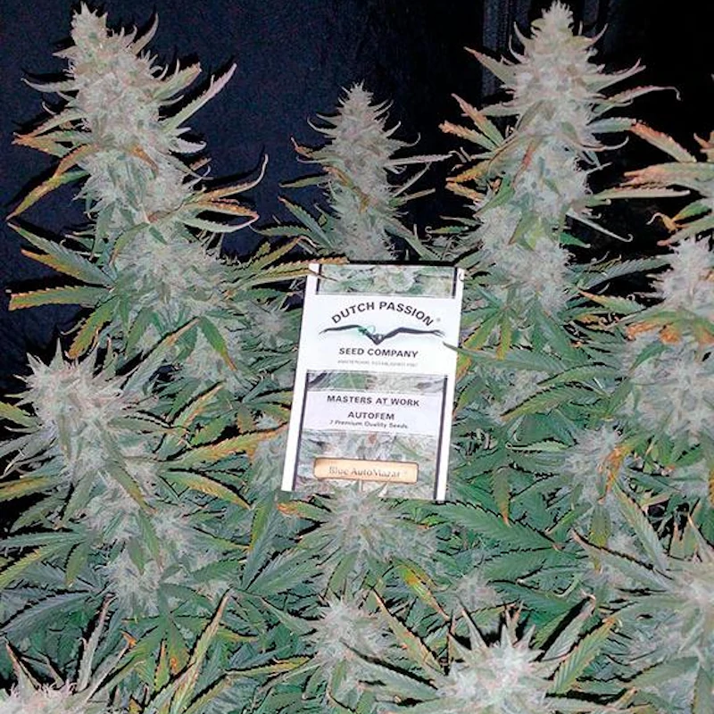 Blue Auto Mazar