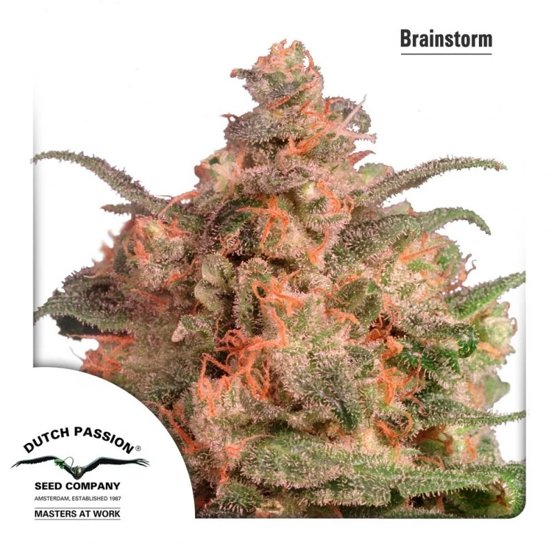 Brainstorm