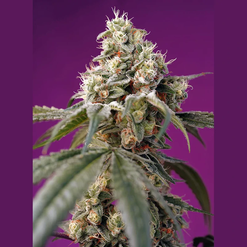 Bruce Banner Auto