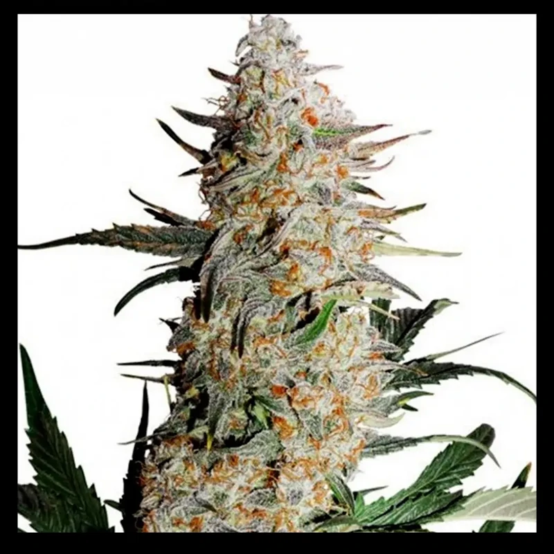Critical Orange Punch