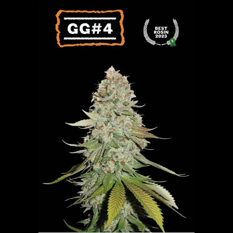 Gorila Glue