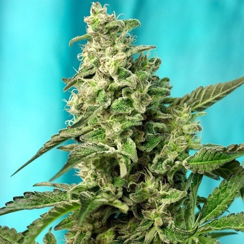 Green Poison F1