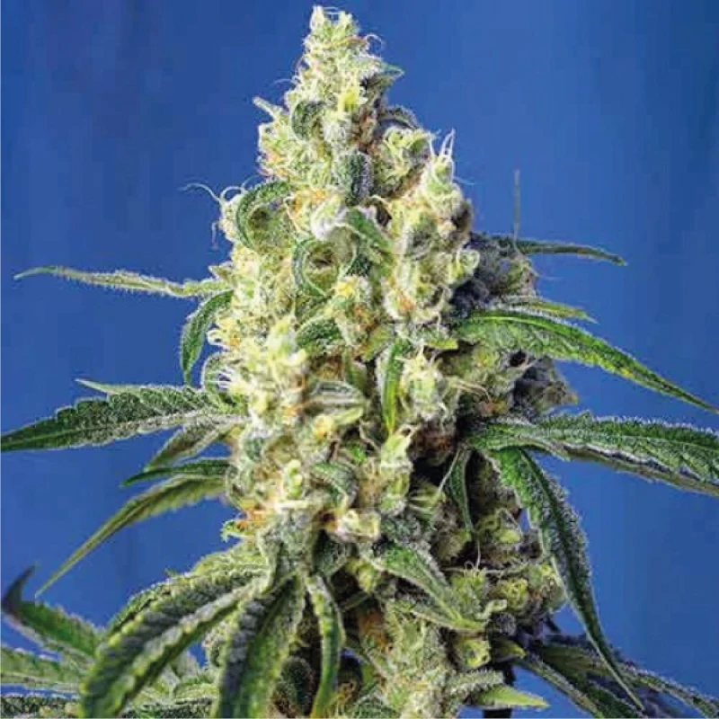 Green Poison XL