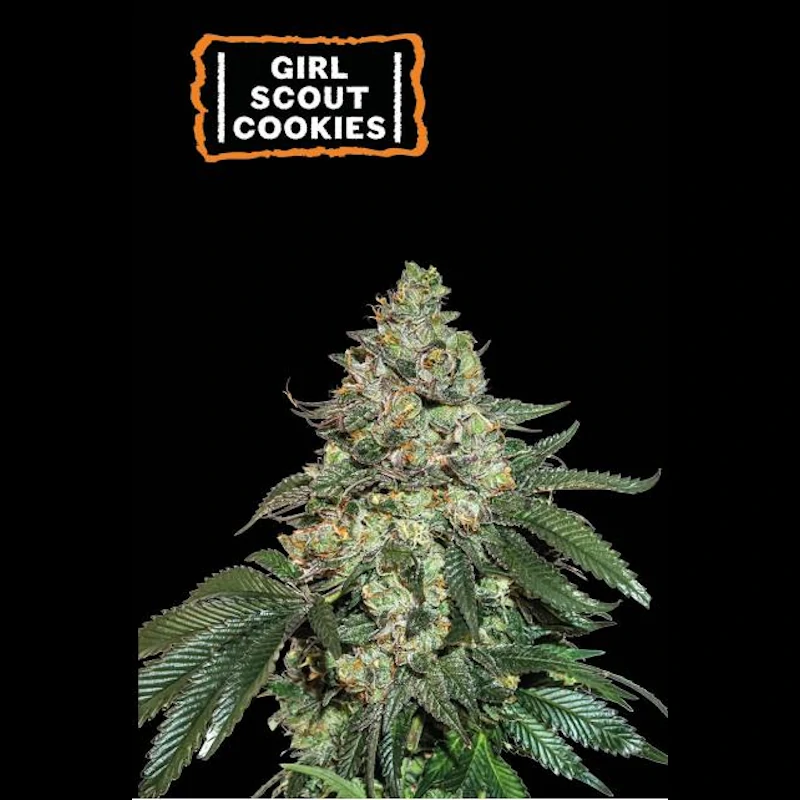 Girl Scout Cookies
