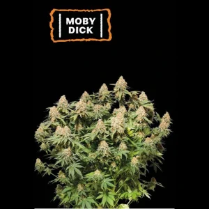 Moby Dick