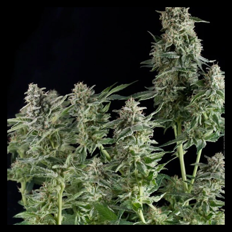 Northern Lights