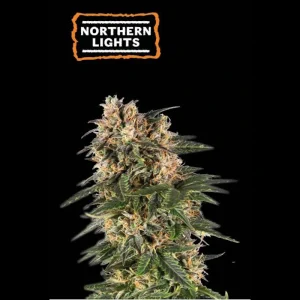 Northern Lights