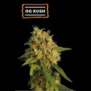 O.G. Kush