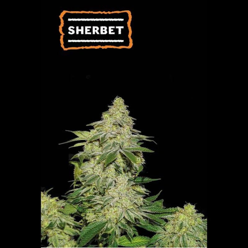 Sherbet