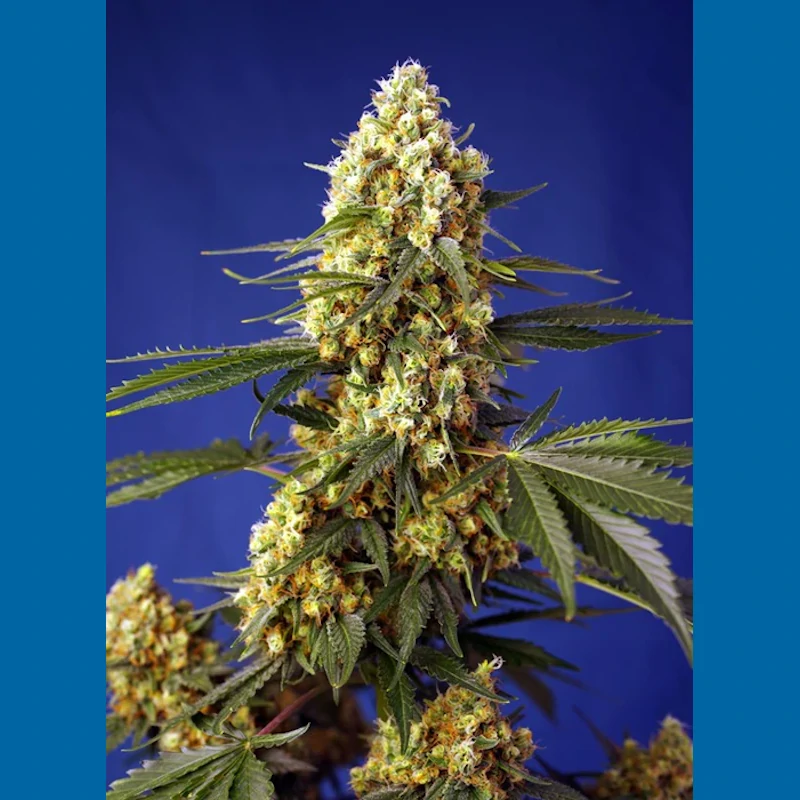 Strawberry Banana Gelato XL