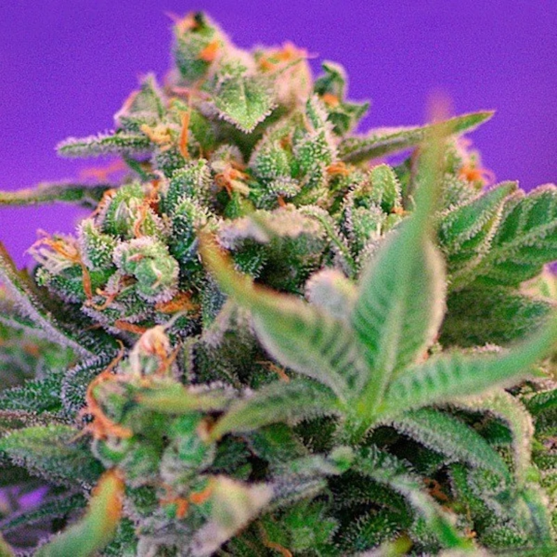 Sweet Cheese F1