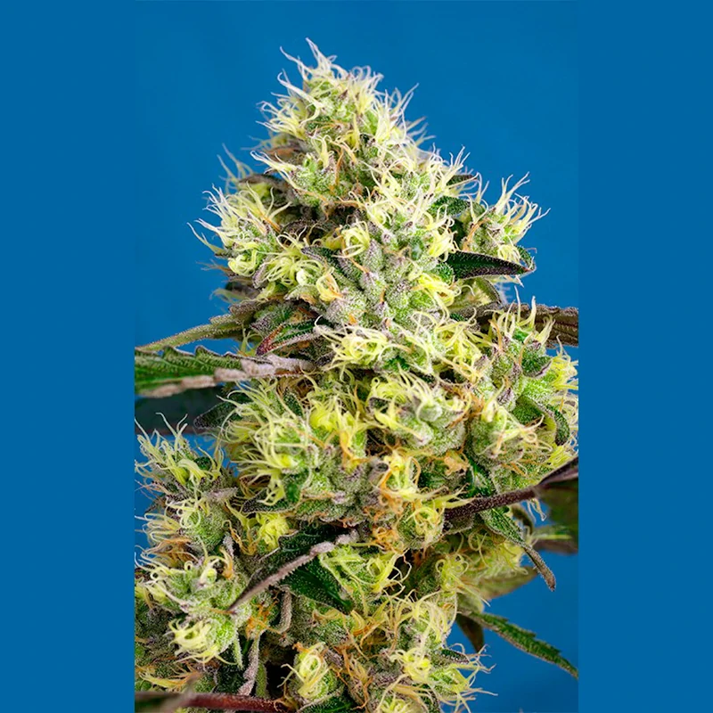 Sweet Gelato
