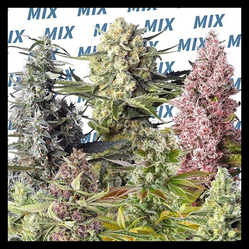 Sweet Mix Fem