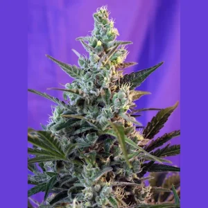 Sweet Skunk F1 Fast Version