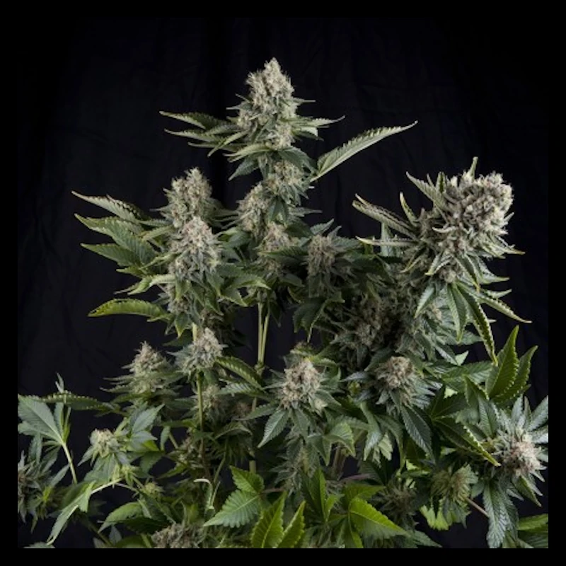 White Widow