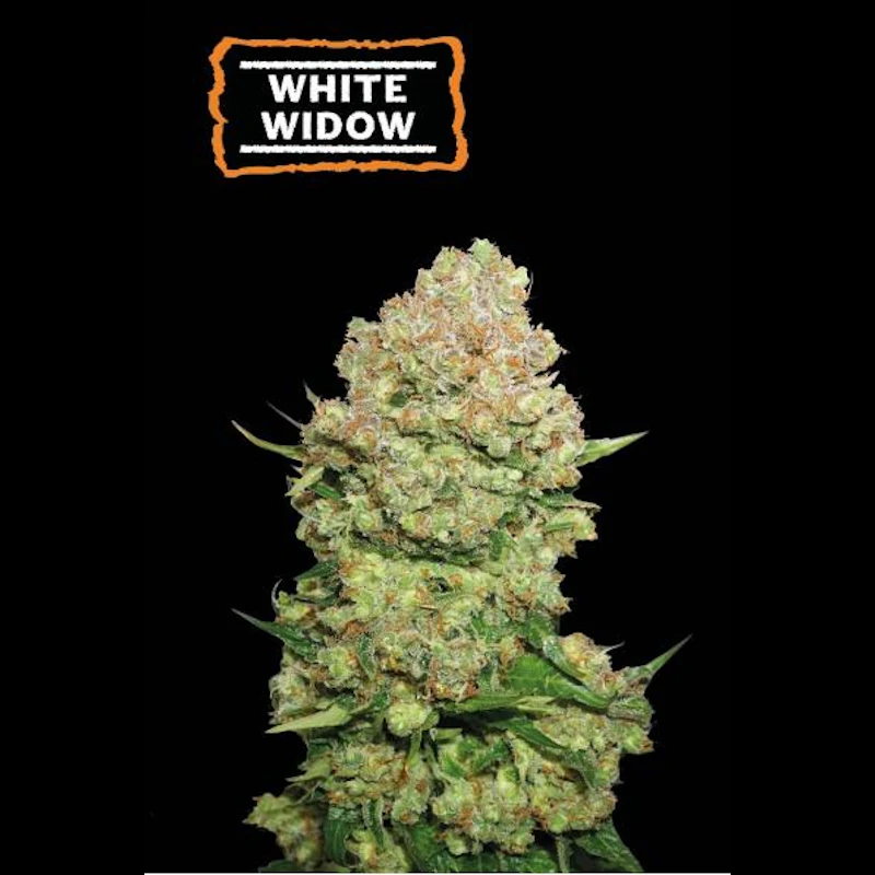White Widow